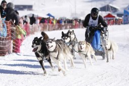Lenk 2013